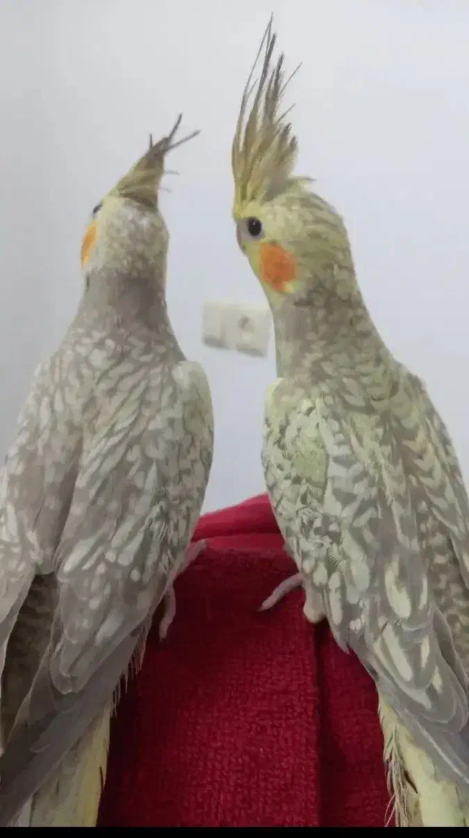 عروس هلندی دستی|پرنده|یزد, |دیوار