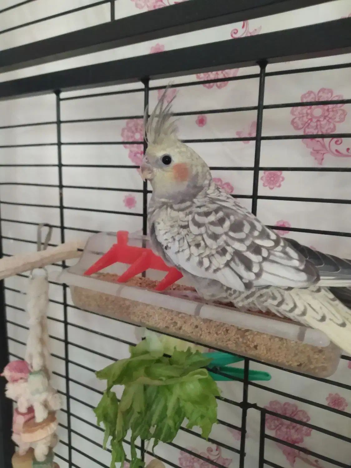 عروس هلندی مرواریدی|پرنده|فولادشهر, C4|دیوار