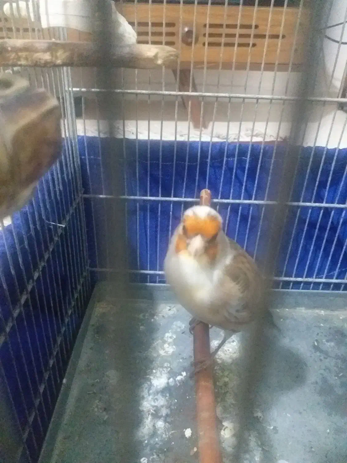 سهره قناری ابلق|پرنده|تهران, مشیریه|دیوار