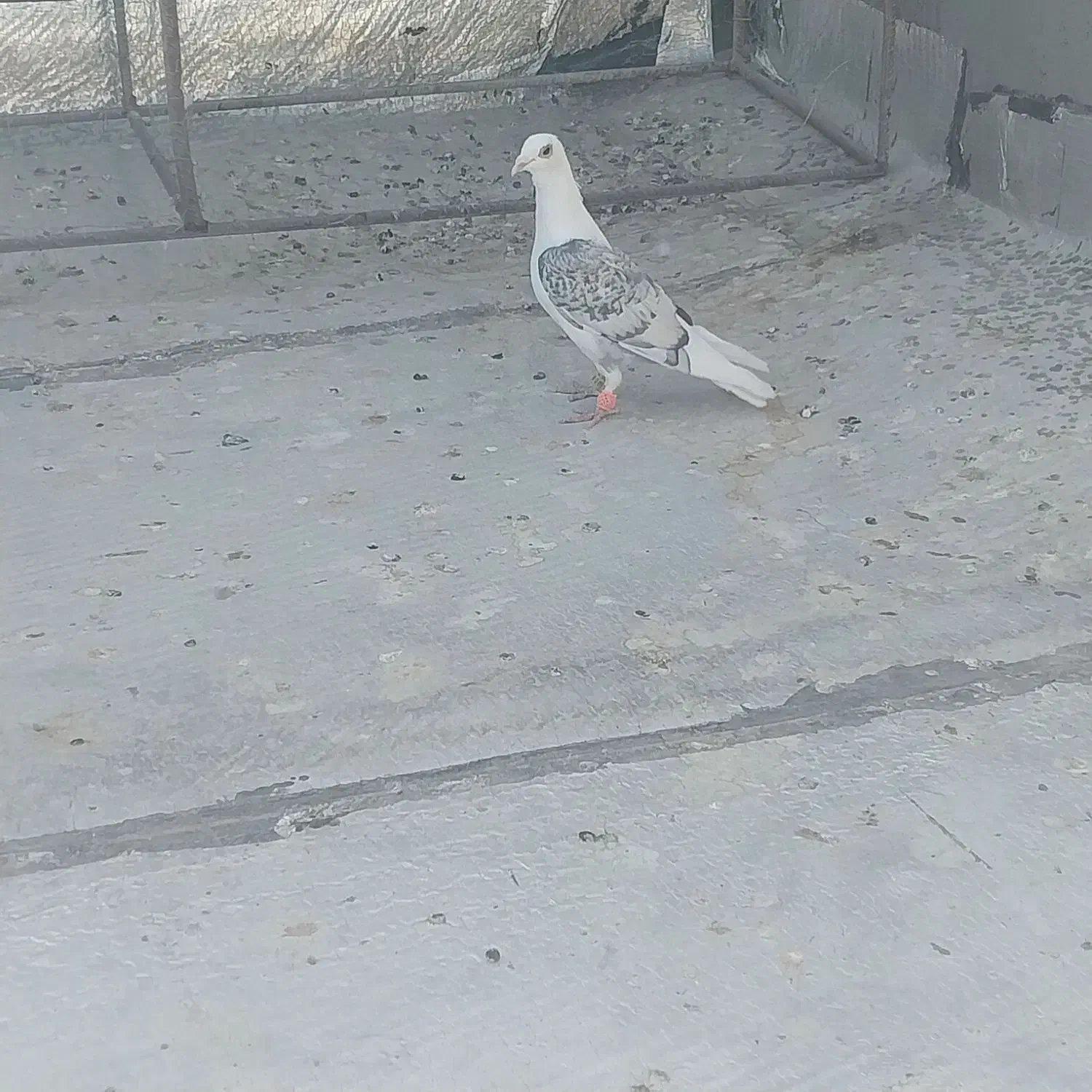 فروشی|پرنده|خواف, |دیوار