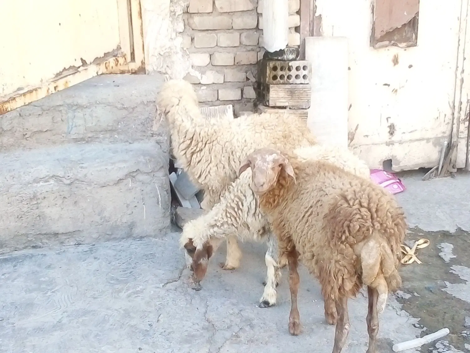 بره|حیوانات مزرعه|اهواز, زوویه ۲|دیوار