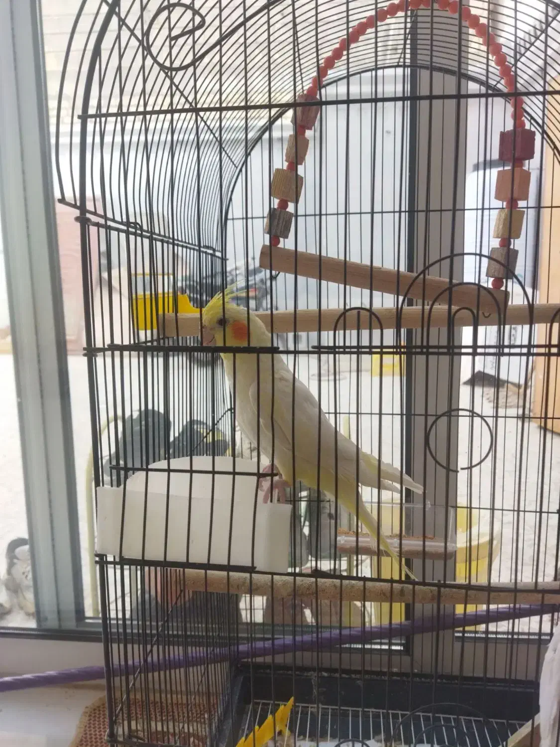 عروس هلندی زیبا|پرنده|خمینی‌شهر, |دیوار