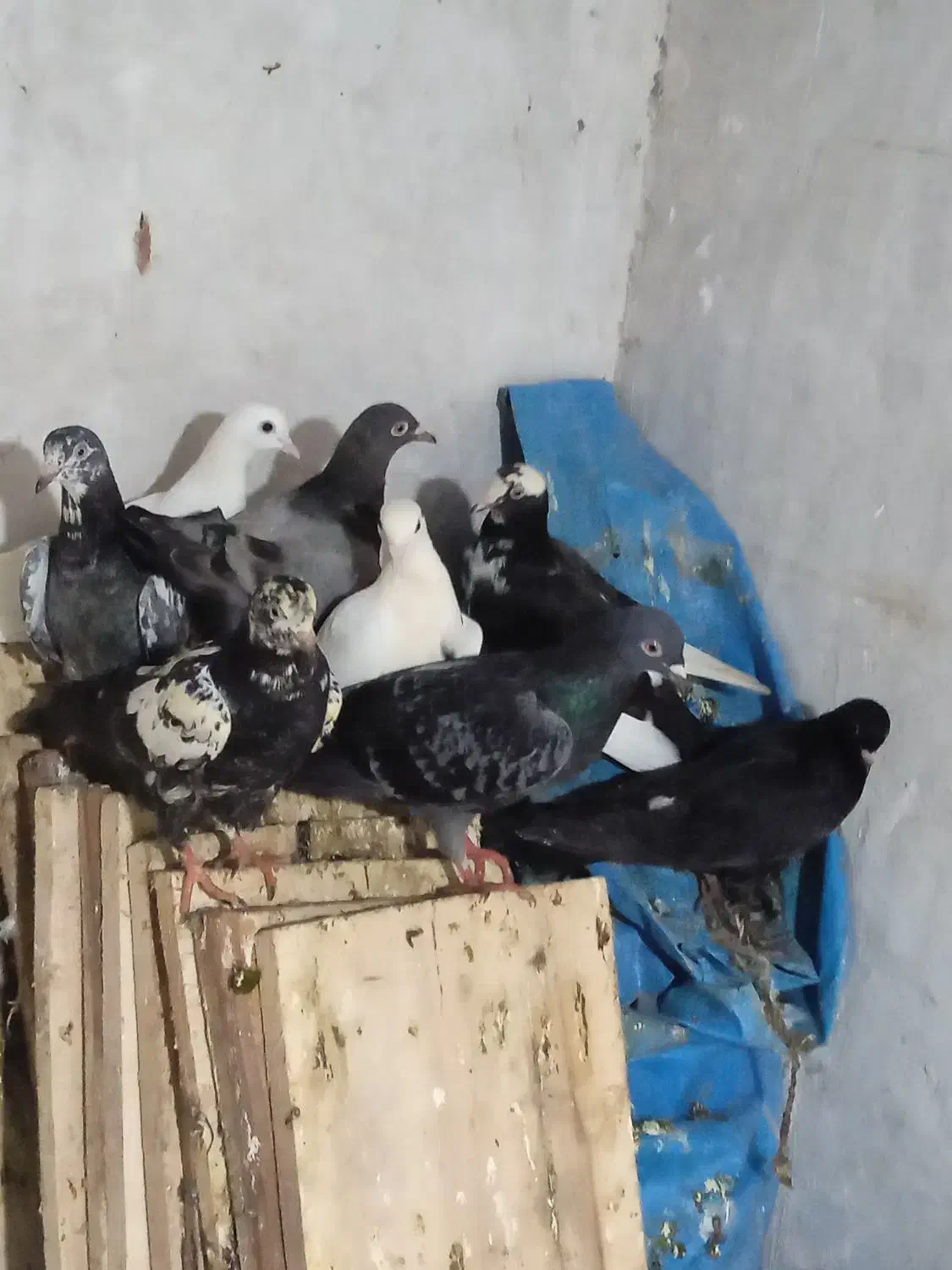 کبوتر دوبر|پرنده|لیسار, |دیوار