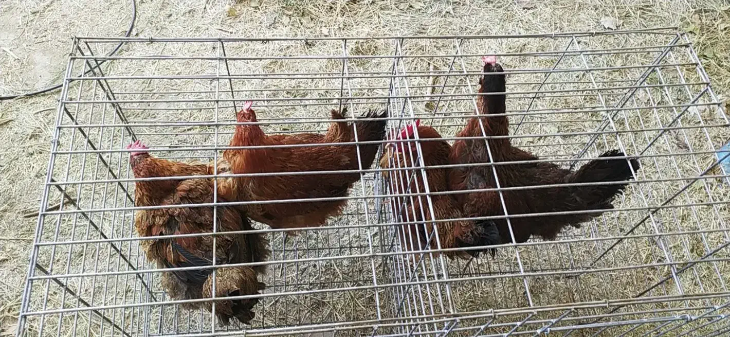 مرغ تخم گذار|حیوانات مزرعه|رفسنجان, |دیوار