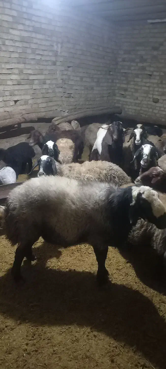 ۲۲ عدد گوسفند|حیوانات مزرعه|سردرود, |دیوار