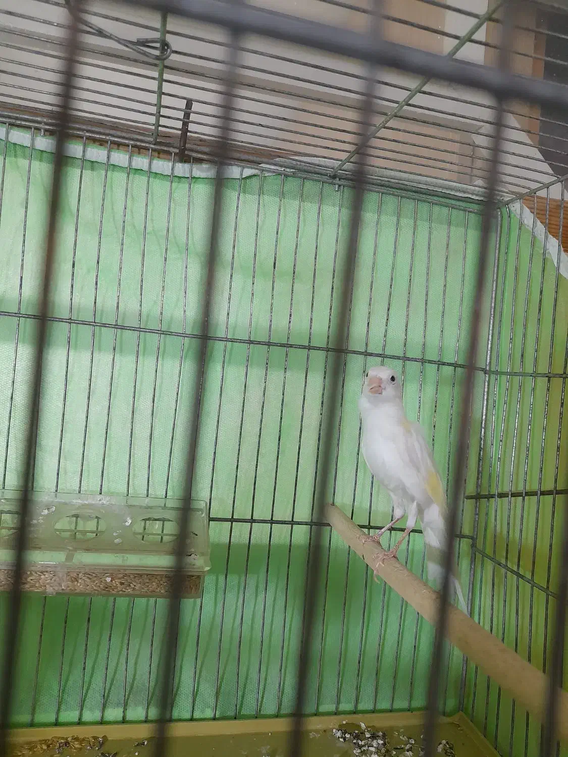 قناری نر|پرنده|سلماس, |دیوار