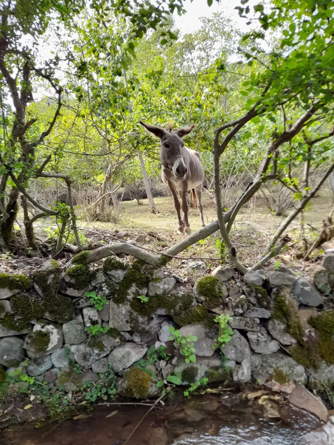 خر جوان|حیوانات مزرعه|دابودشت, |دیوار