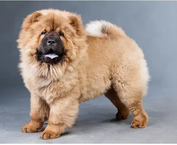 سگ چاو چاو|سگ|تهران, اختیاریه|دیوار