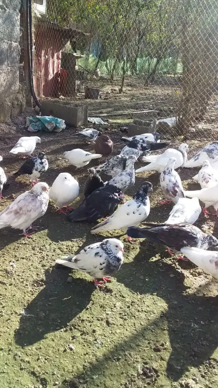 کبوتر پرشی|پرنده|آستانه اشرفیه, |دیوار