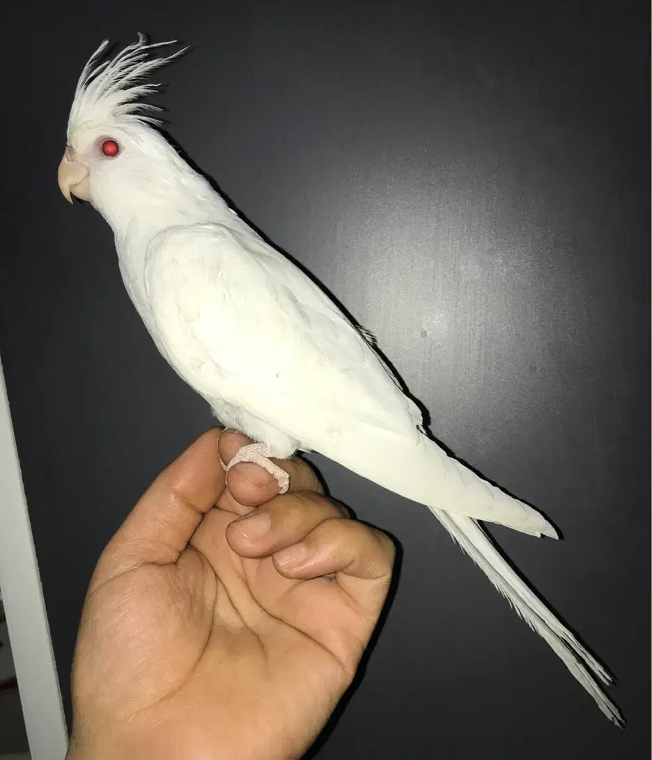 عروس هلندی|پرنده|شیراز, شهرک مدرس|دیوار