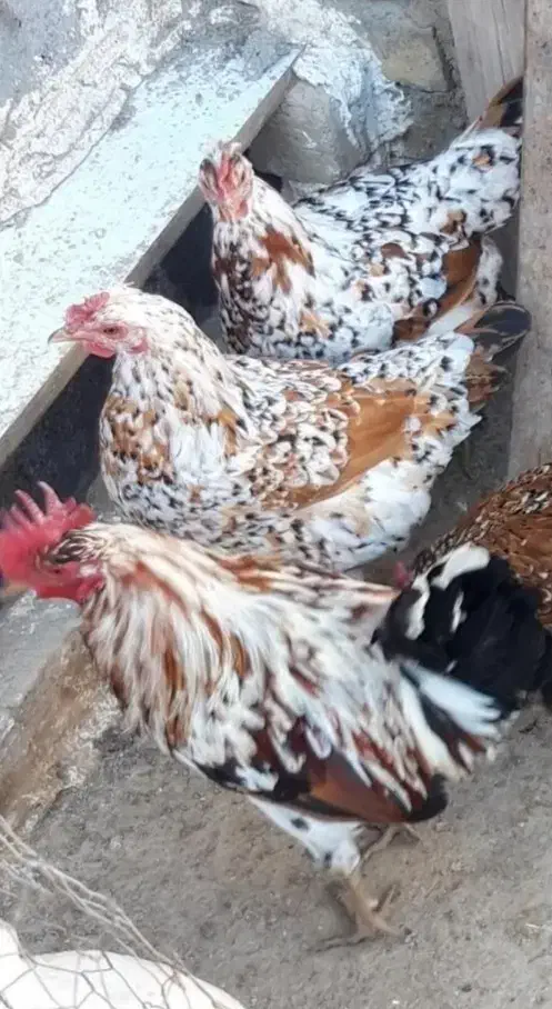 تخم مرغ نطفه دار|حیوانات مزرعه|نورآباد, |دیوار