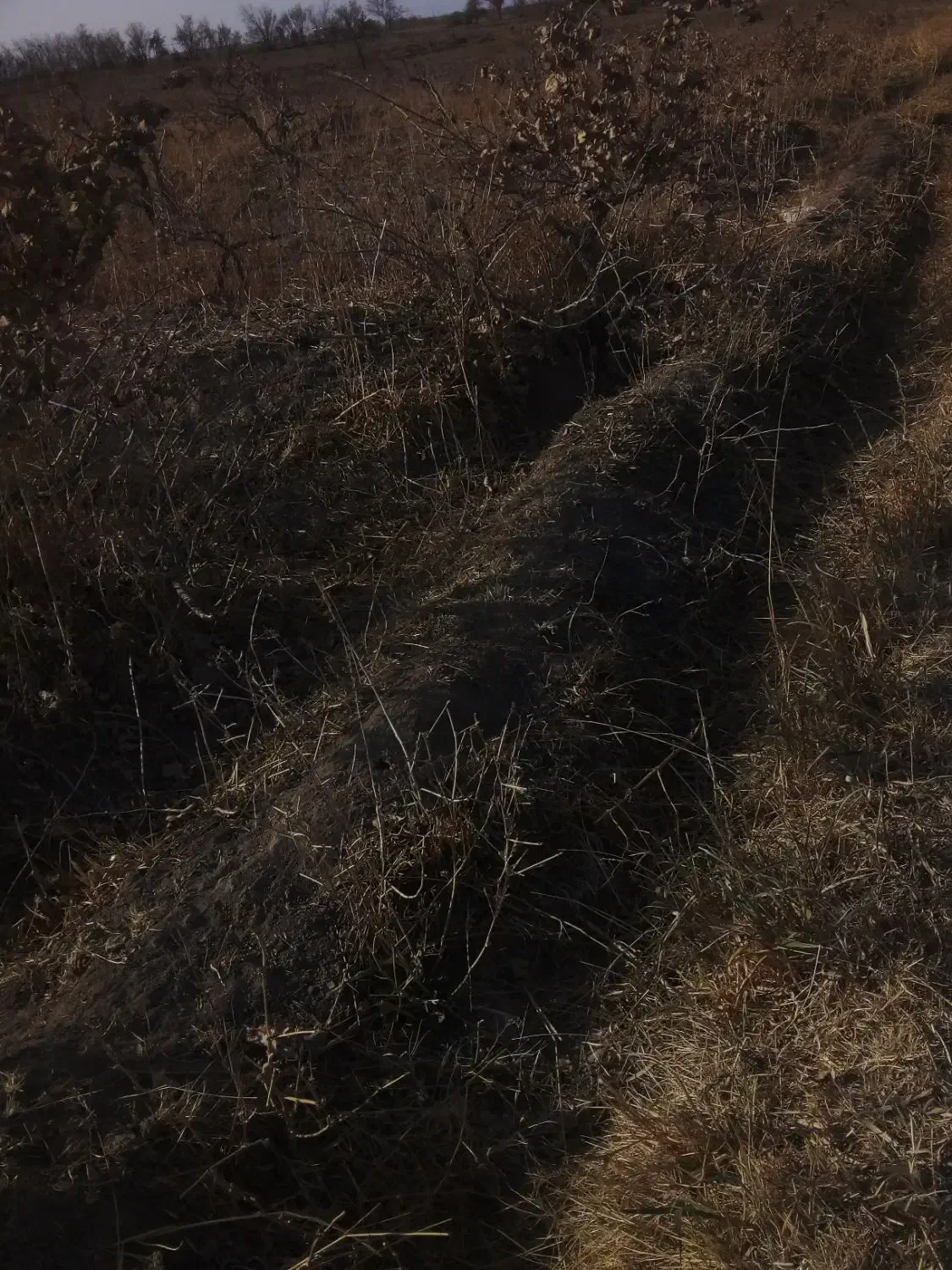 هیزم بوته انگور|خدمات باغبانی و درختکاری|دشتابی, |دیوار