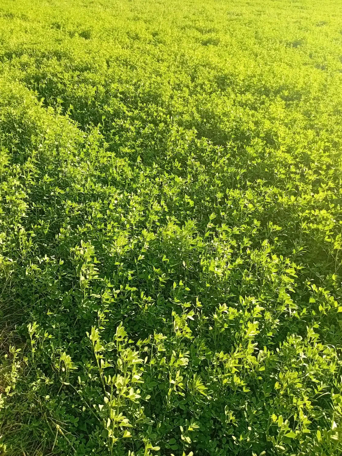 یونجه اعلا|حیوانات مزرعه|نهاوند, |دیوار
