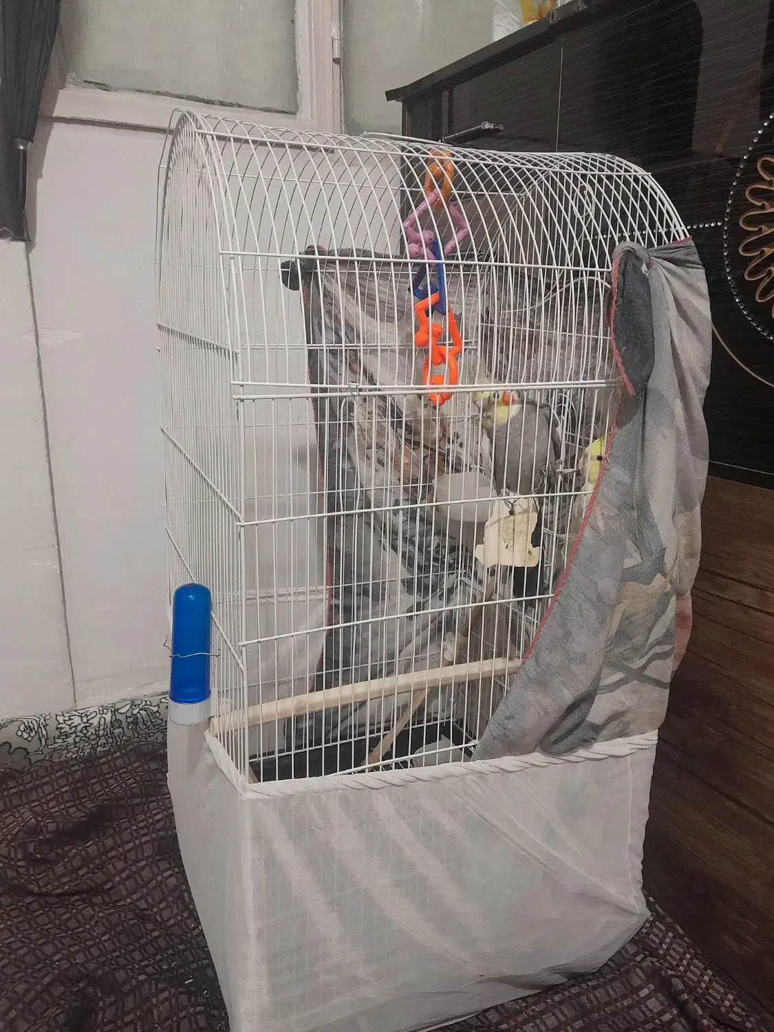 پرنده|پرنده|صباشهر, |دیوار