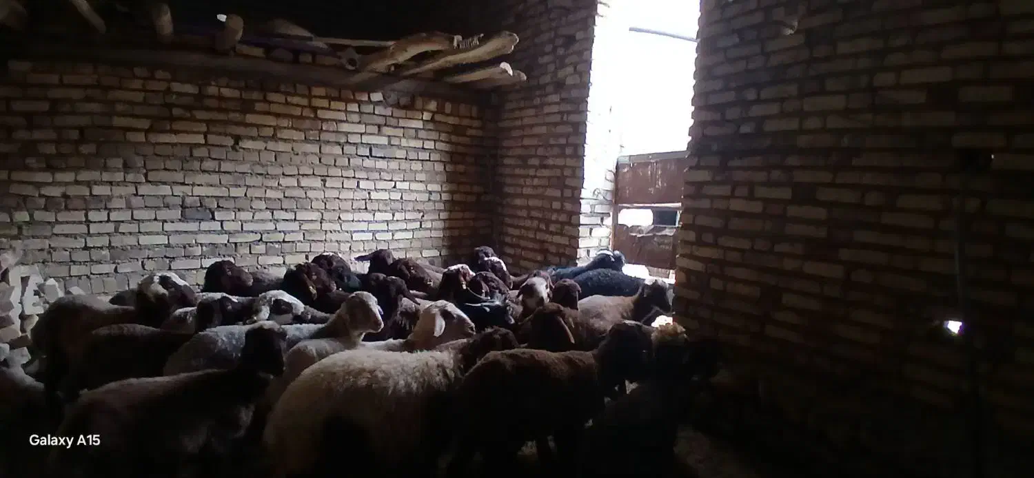 ۳۰راس گوسفند جوان یک ساله|حیوانات مزرعه|مشکیندشت, |دیوار