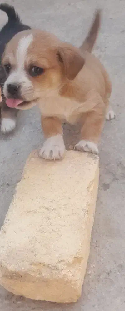 سگ پاکوتاه|سگ|کرمانشاه, |دیوار