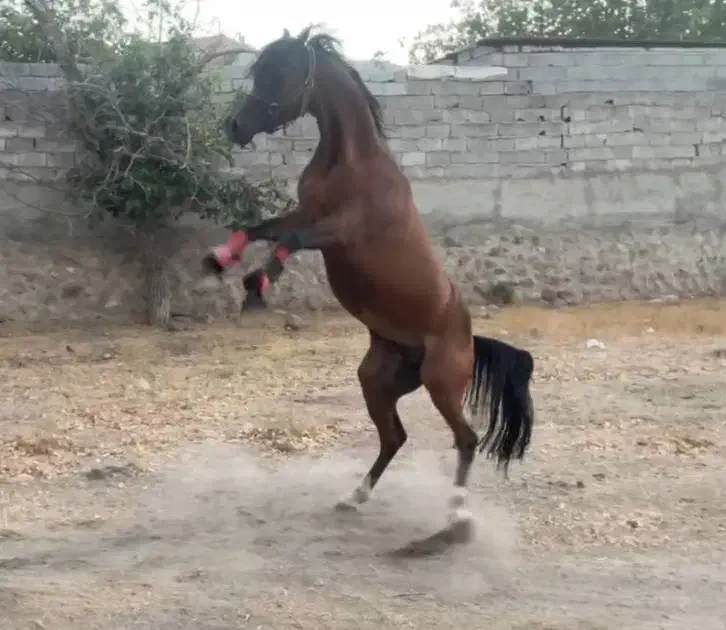 اسب عرب دوسر|اسب و تجهیزات اسبسواری|تبریز, |دیوار