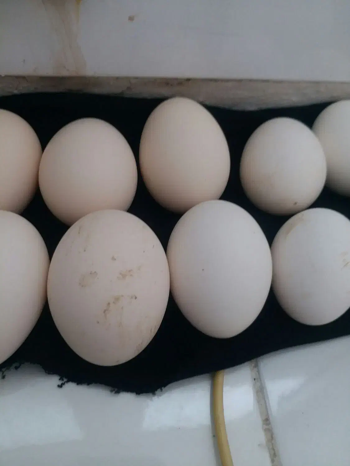 تخم گلین|حیوانات مزرعه|سرپل ذهاب, |دیوار