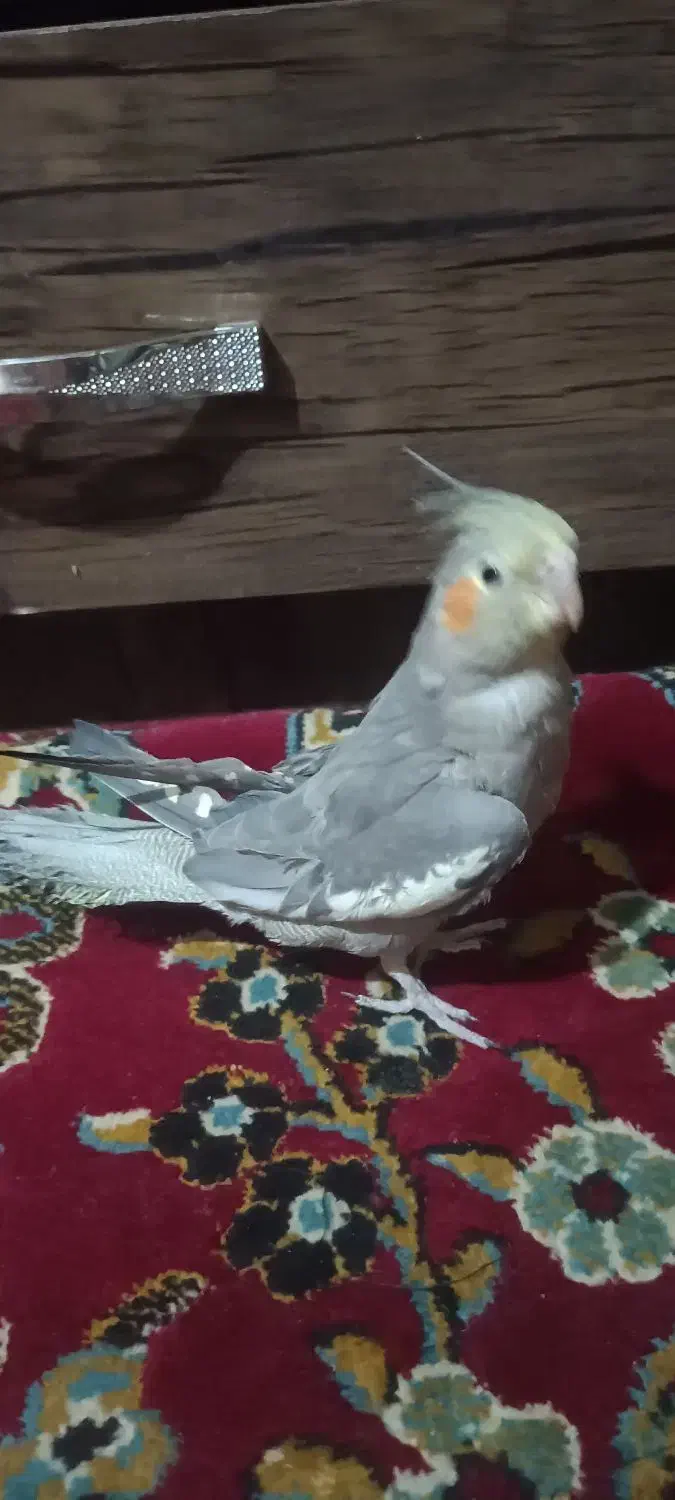 عروس هلندی نر|پرنده|ری, شهادت|دیوار