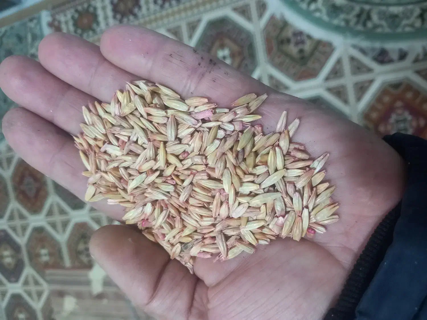 جو کردی دیم بذری|عمدهفروشی|ماهیدشت, |دیوار