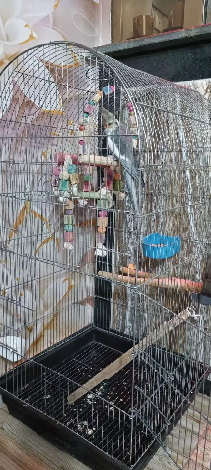 عروس هلندی سخنگو|پرنده|محمدشهر, ولدآباد|دیوار