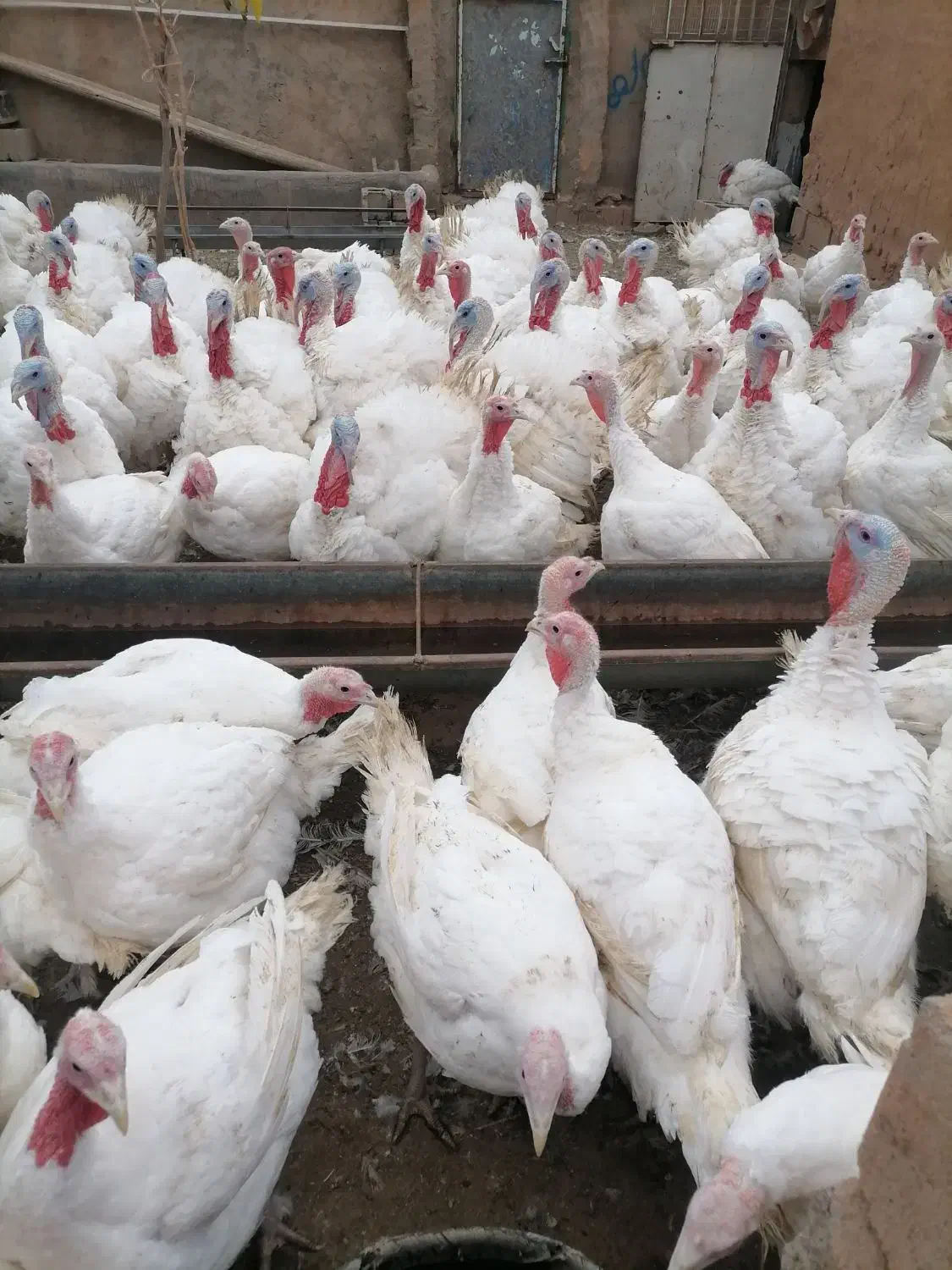 بوقلمو گوشتی|حیوانات مزرعه|تربت جام, رضاآباد|دیوار