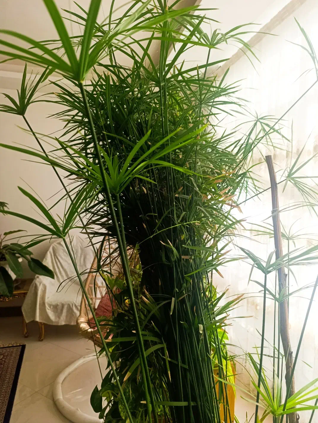 گل. نخل مرداب|گل و گیاه طبیعی|گلبهار, شهر جدید گلبهار|دیوار