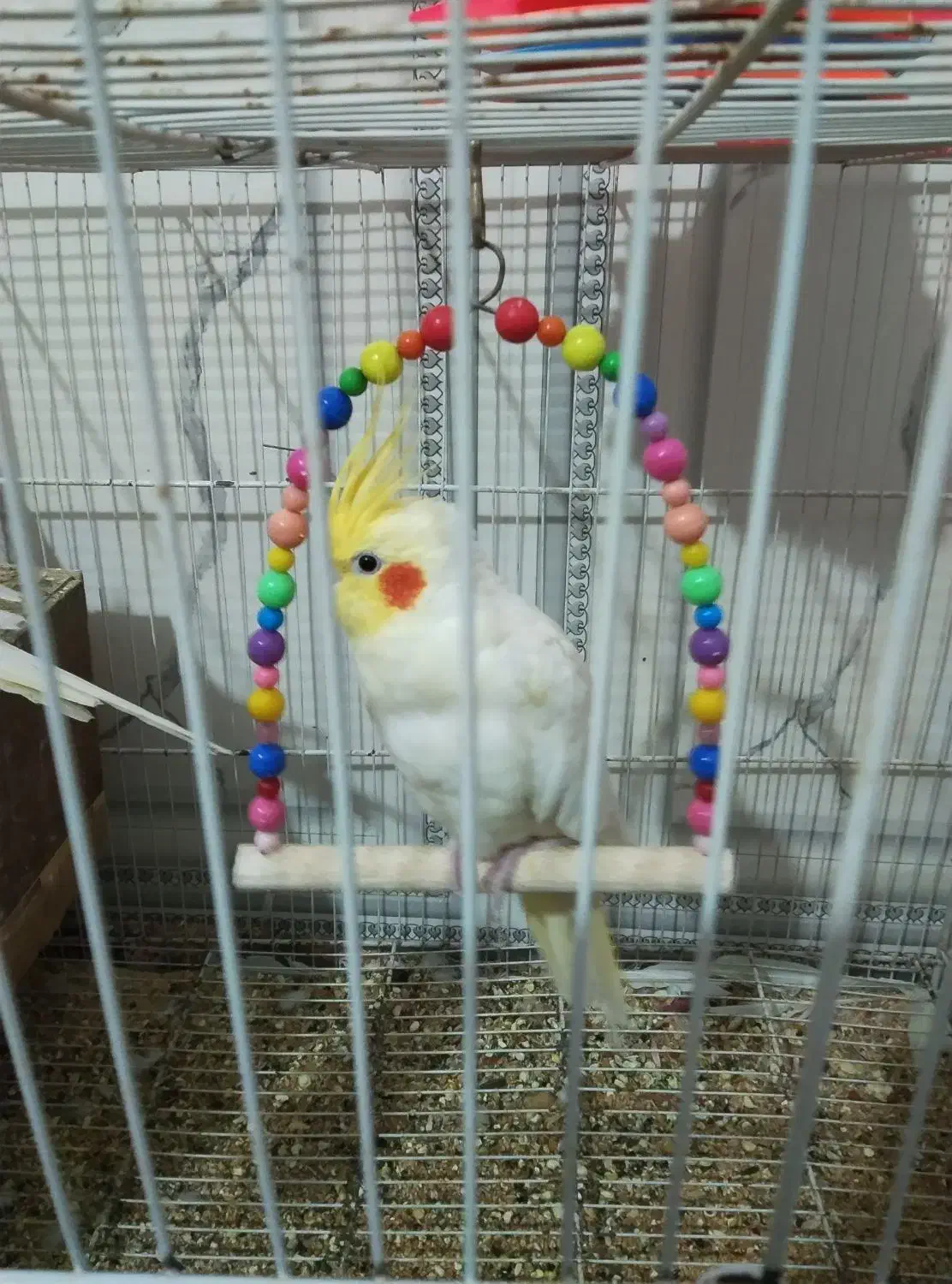 عروس هلندی|پرنده|خمک, |دیوار