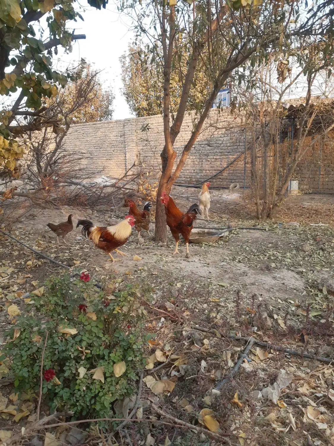 خروس لاری و محلی|حیوانات مزرعه|پیشوا, |دیوار