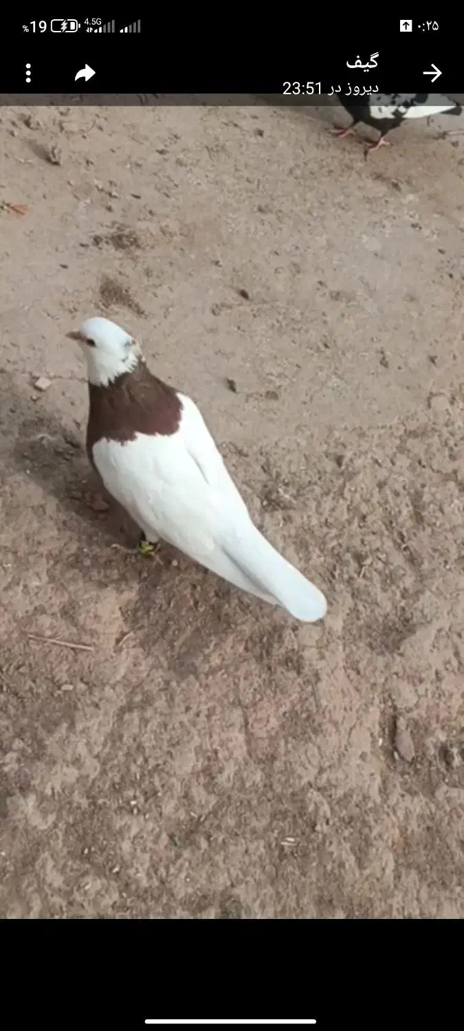 سینه و طاقی فروشی|پرنده|پائین جام, |دیوار