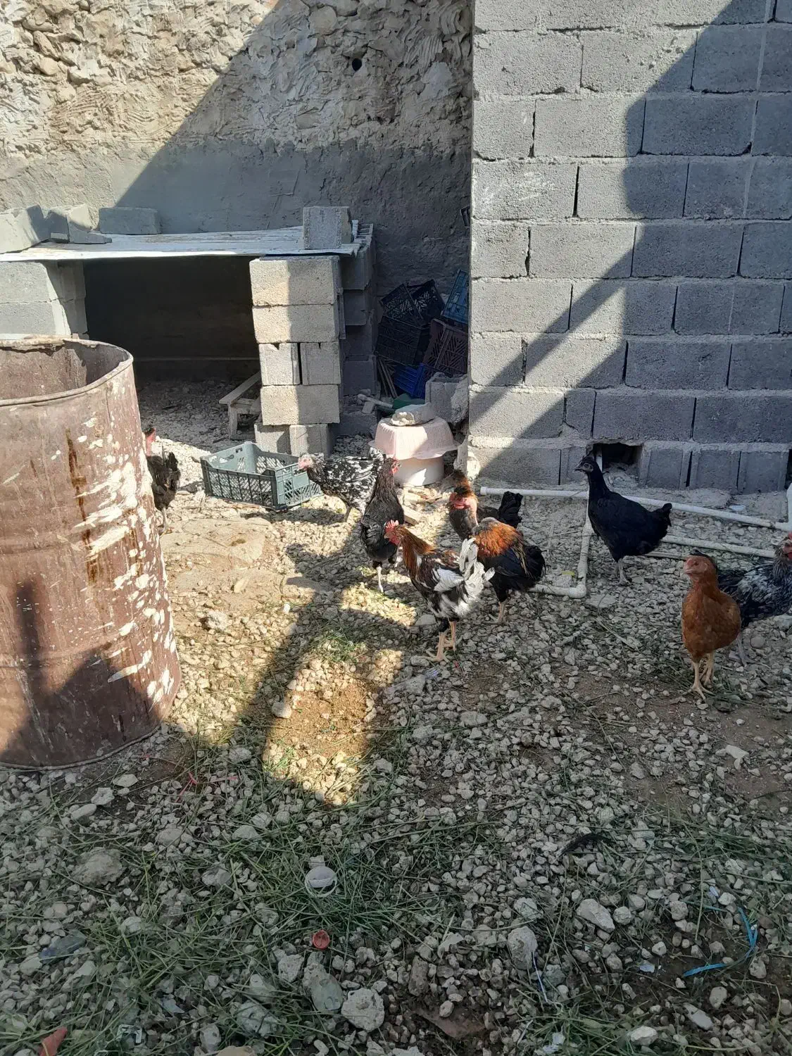 بارنی خروسک،وبوقلمون|حیوانات مزرعه|بهبهان, |دیوار