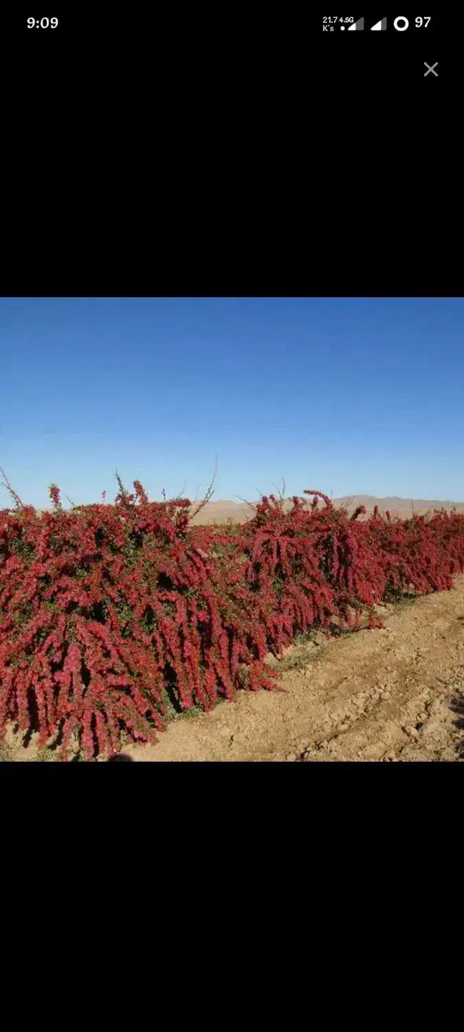 زرشک شاخه ای|خوردنی و آشامیدنی|رشت, فلسطین|دیوار