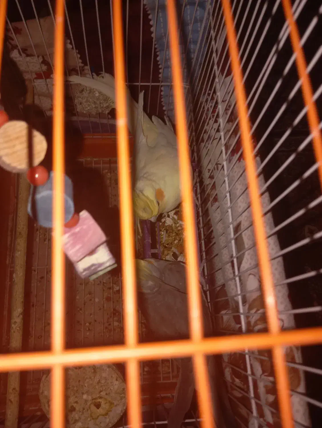 عروس هلندی|پرنده|مشگین شهر, |دیوار