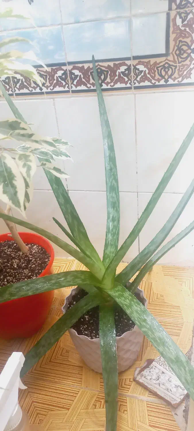 فروش گل|گل و گیاه طبیعی|زابل, |دیوار