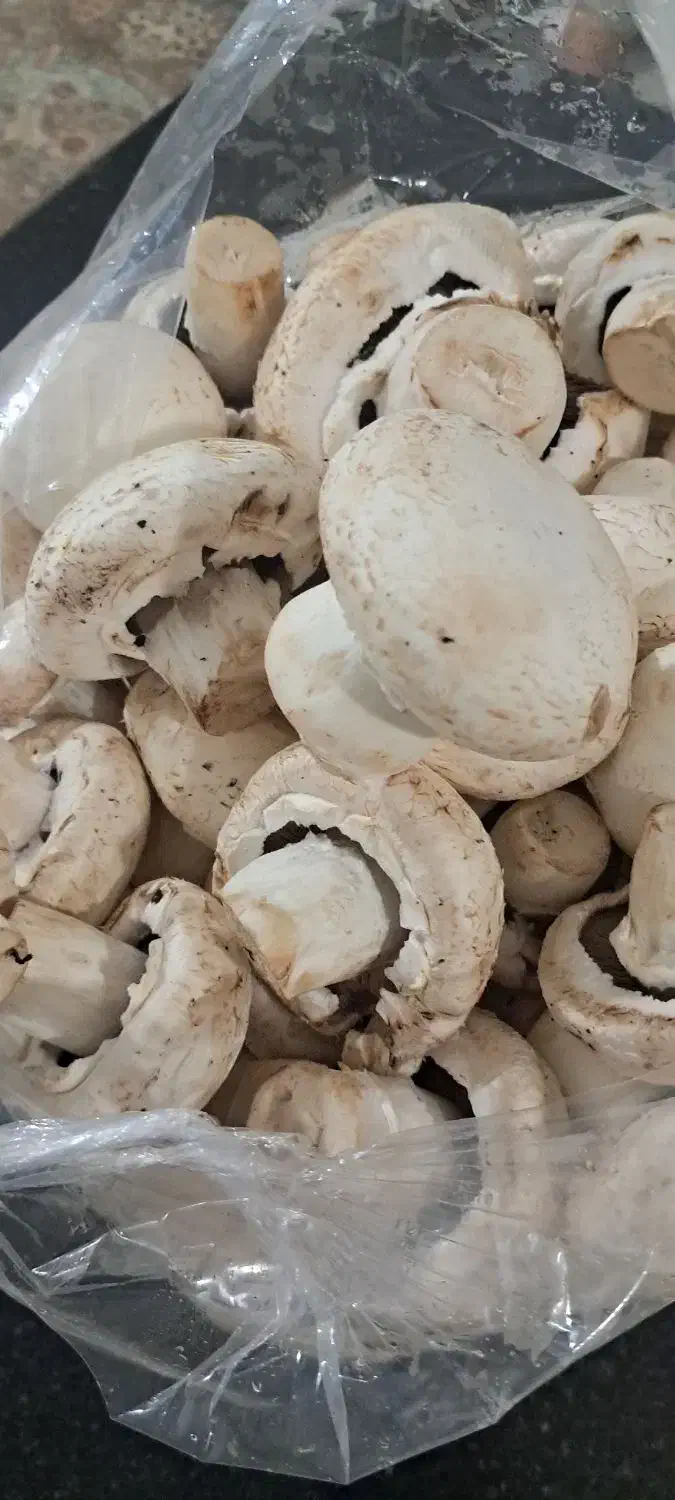 قارچ تازه دست چین الان|خوردنی و آشامیدنی|تربت جام, علوی|دیوار