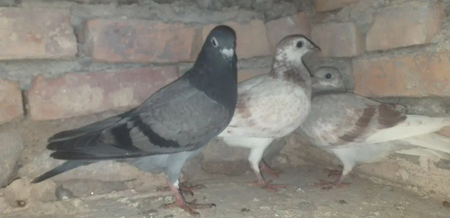 پلاکی|پرنده|بستان آباد, |دیوار