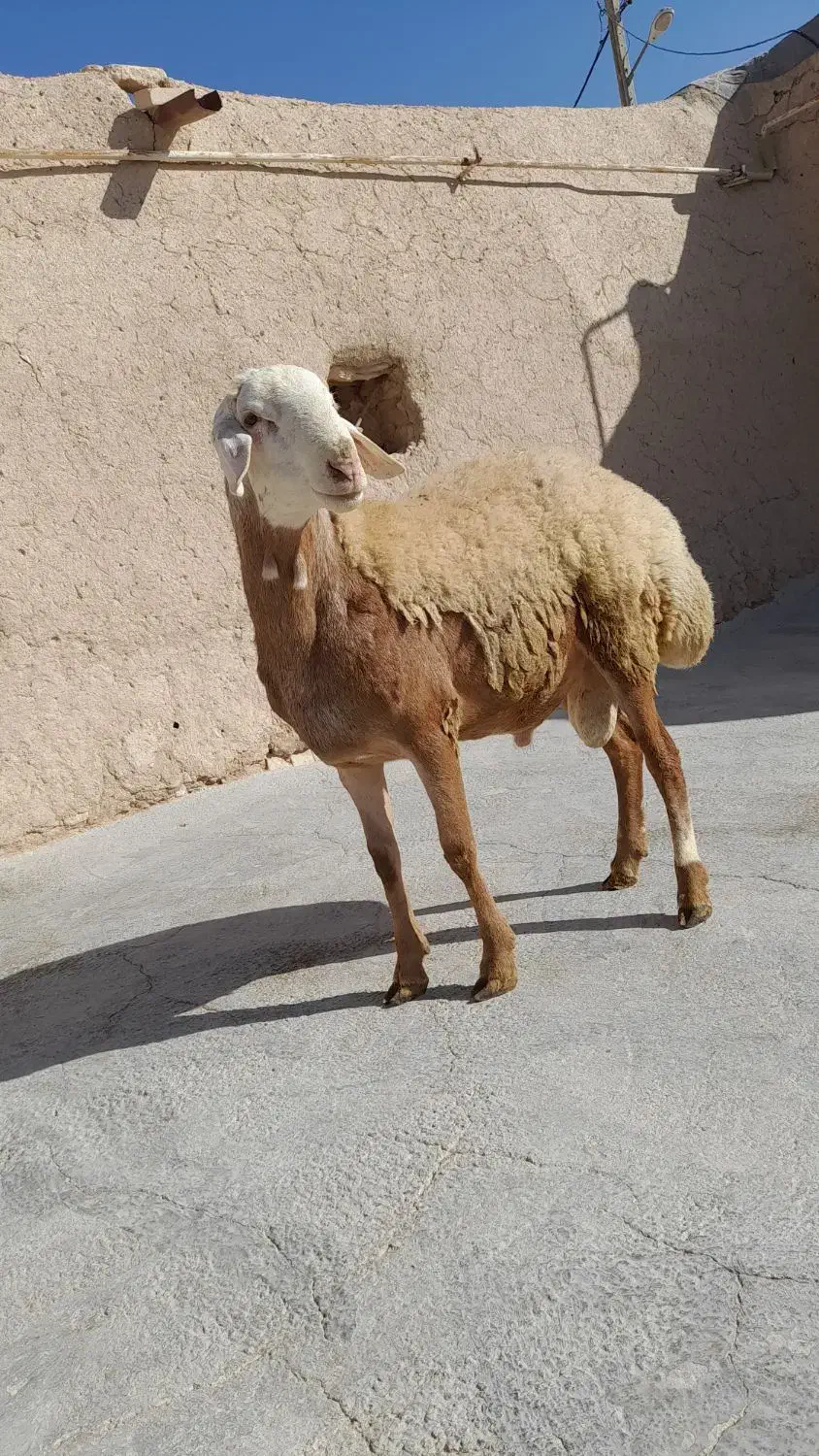 قوچ‌فروشی|حیوانات مزرعه|دهگلان, |دیوار