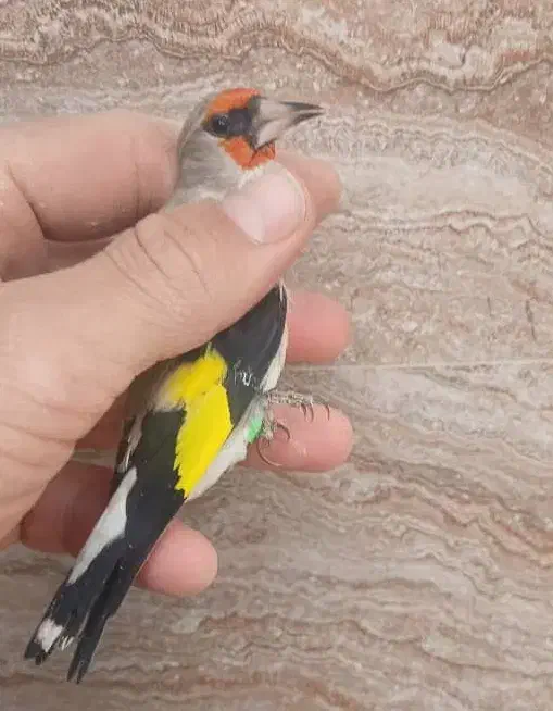 سهره دورگ|پرنده|کهریزک, |دیوار