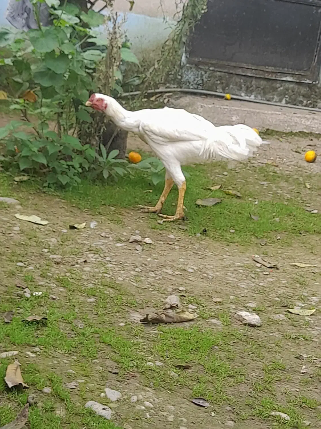 خروس لاری اصیل|حیوانات مزرعه|ماسال, |دیوار