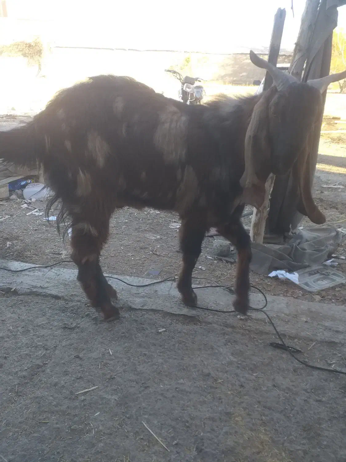 بزغاله پاکستانی ۱۰ ماهه سالم وسرحال|حیوانات مزرعه|مشهد, امیریه|دیوار