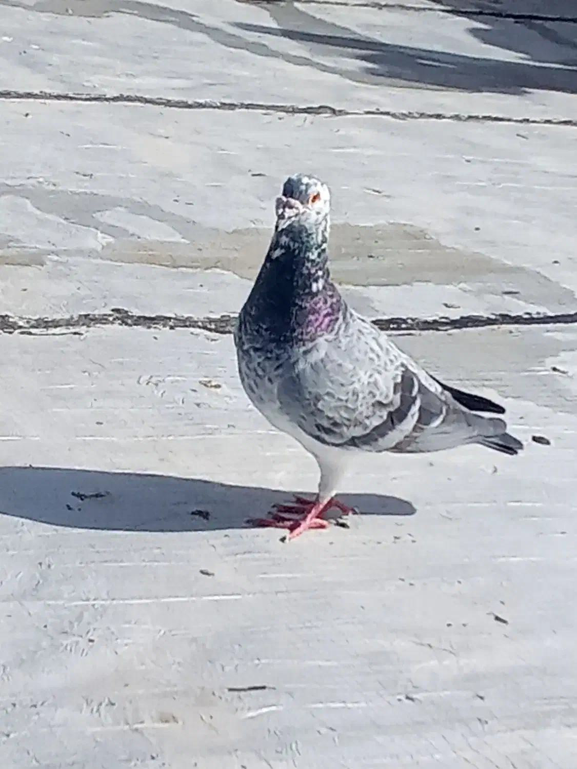 سوسکی سبز قلدر کسی خواست درخدمتم|پرنده|تربت جام, یحیی آباد|دیوار