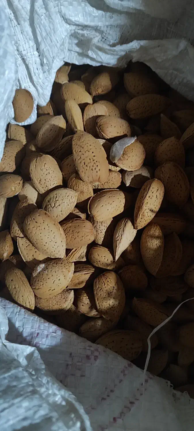 بادام شیرین امسال|خوردنی و آشامیدنی|گلپایگان, |دیوار