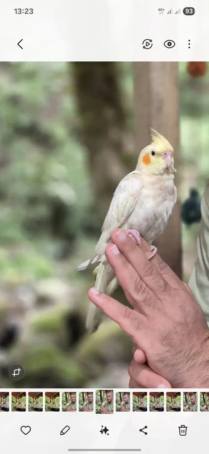 عروس هلندی|حیوانات|ماسال, |دیوار