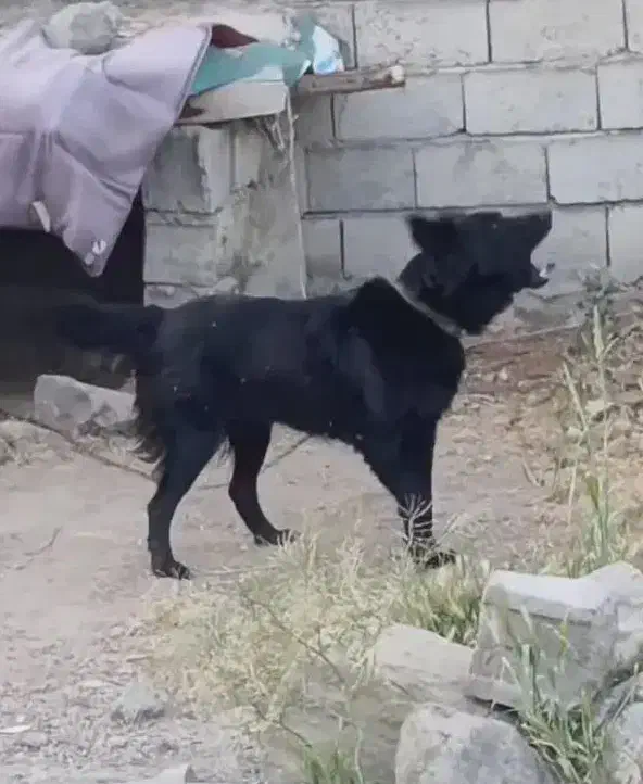 ماده فاکسی سه ساله|سگ|مشگین شهر, |دیوار