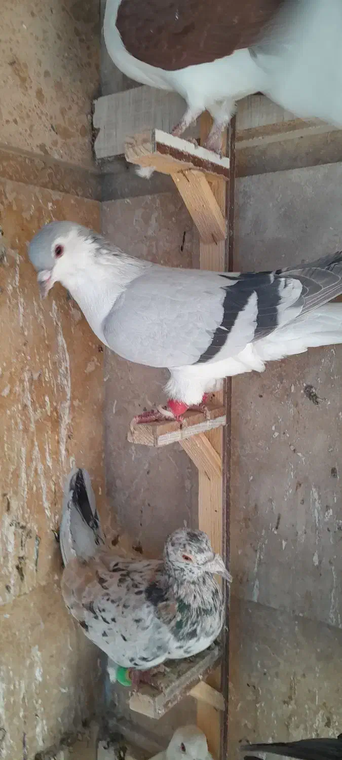 کبوترپرشی|پرنده|مشهد, امیریه|دیوار