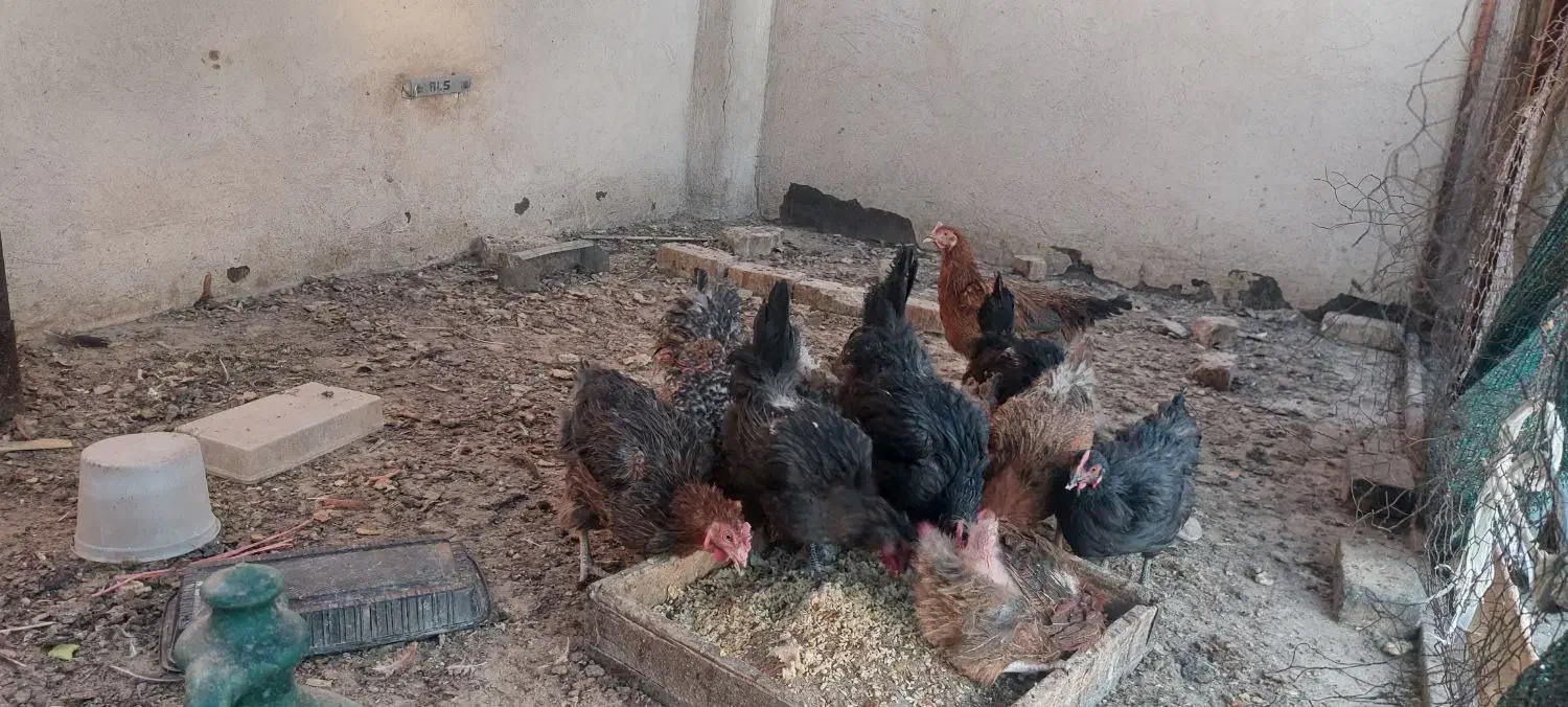 مرغ محلی جوان|حیوانات مزرعه|قم, چهار امامزاده|دیوار