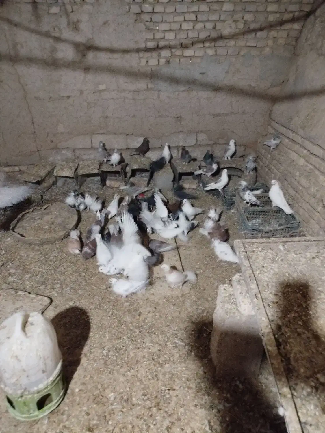 کبوتر فروشی|پرنده|مهریز, |دیوار