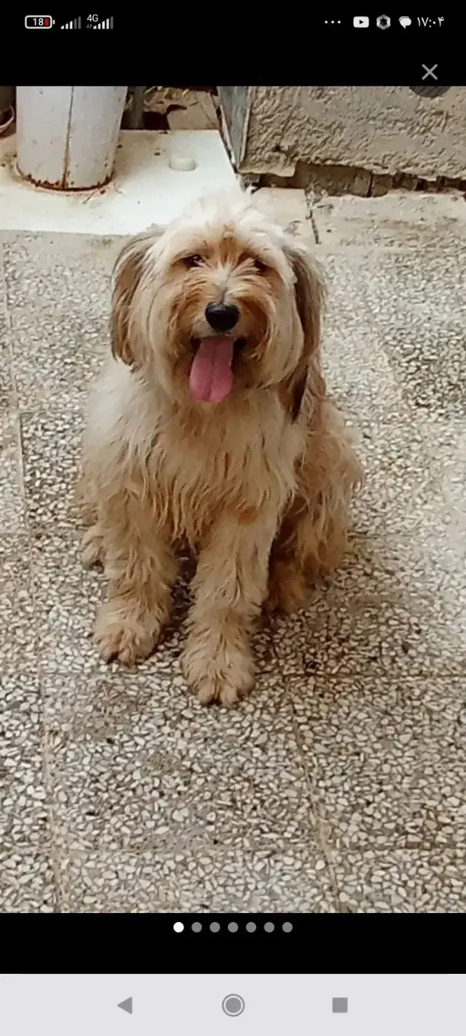 واگذاری سگ رایگان|سگ|شفت, |دیوار