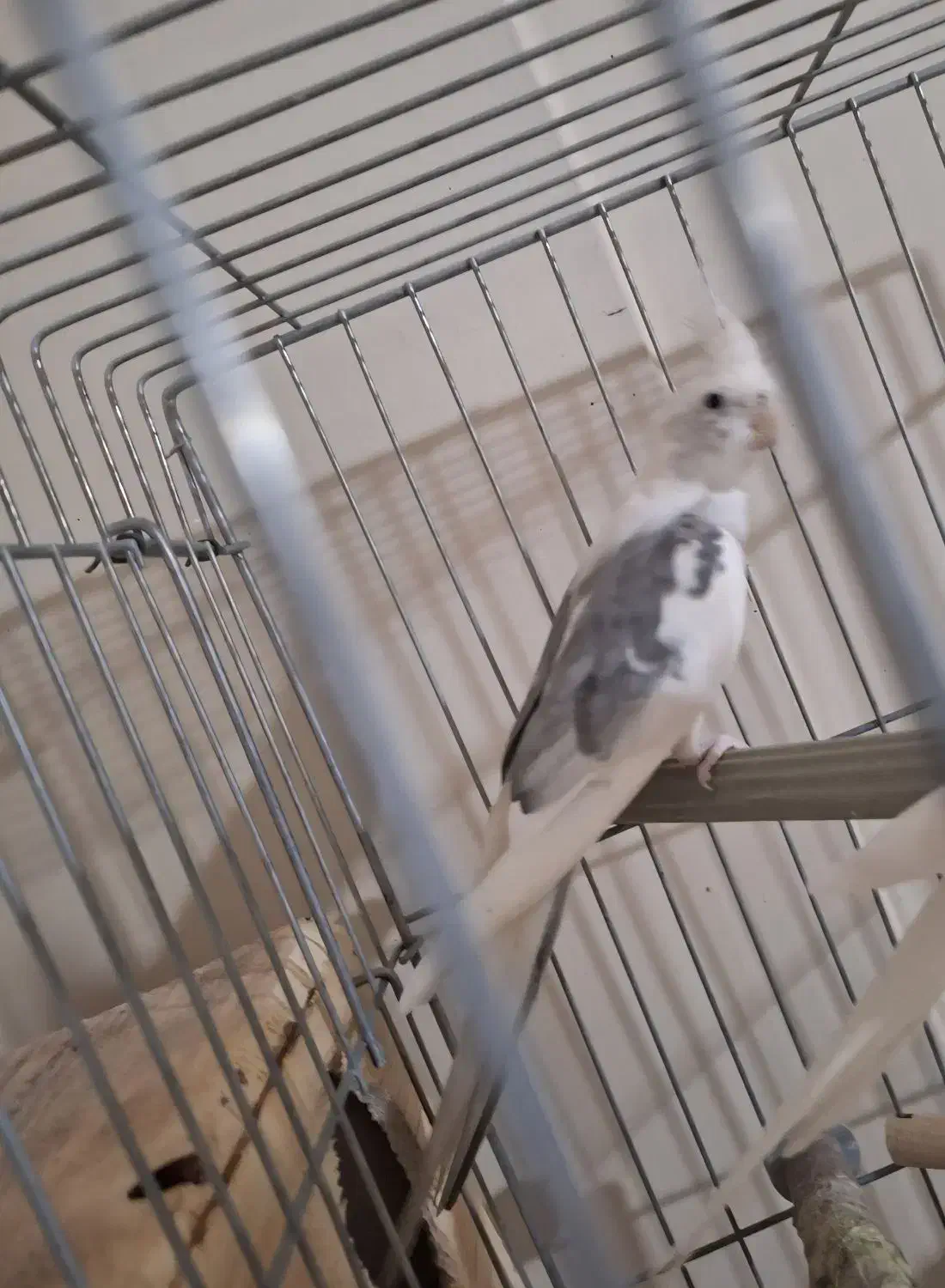 عروس هلندی نر ابلغ البینو مست|پرنده|شیراز, شهرک سراج|دیوار