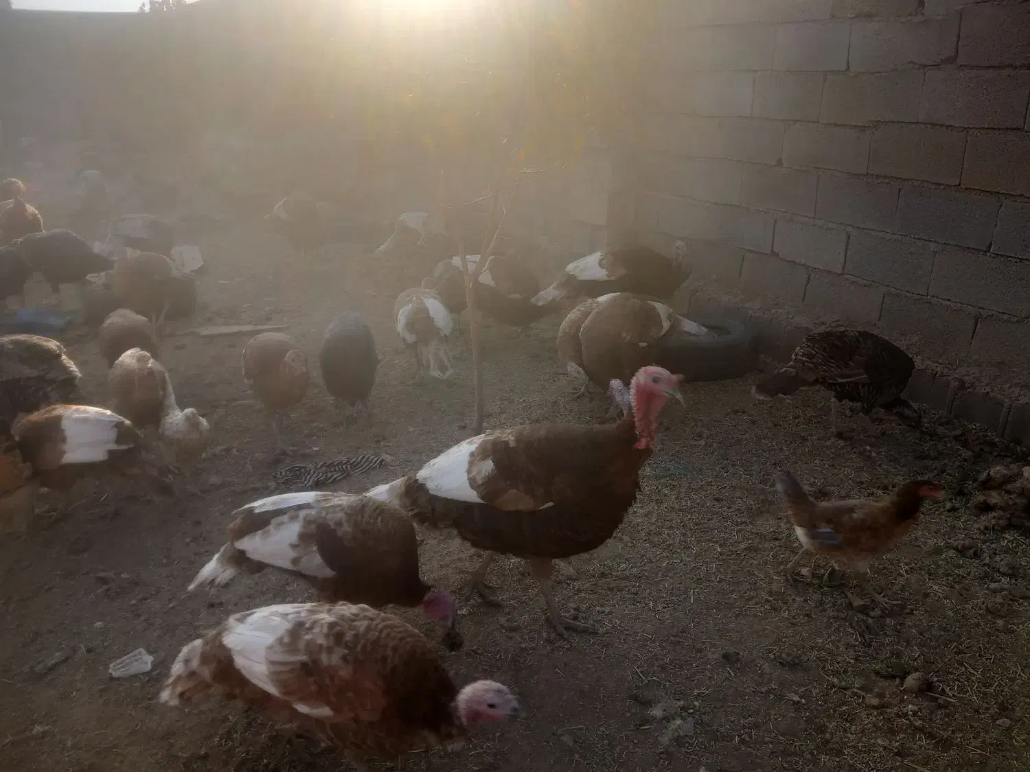 ۶ عدد بوقلمون نر محلی|حیوانات مزرعه|ماهیدشت, |دیوار